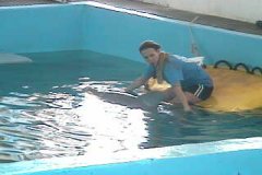 Delfin