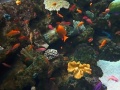 Long Beach - Aquarium of the Pacific