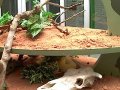 Nieuwegein - Oosterlicht College - Albino Boa