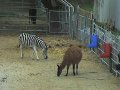 Ventura - zebra i wielbłąd