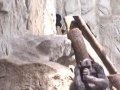 Zoo - szympansy, goryle