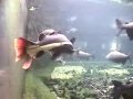 Akwarium Amazonia