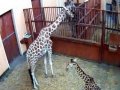 Zoo - żyrafy, szympansy, goryle