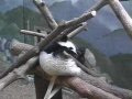 Atlanta - Zoo Atlanta