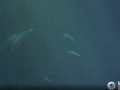Monterey - Underwater Outer Bay