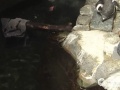 Monterey - Penguins