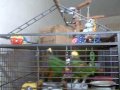 Largo - parrots