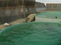 Ocean Sciences Centre - foki