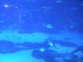 Atlanta - Georgia Aquarium
