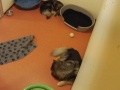 Drachten - psy