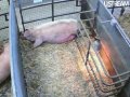 Wimpole - Home Farm