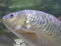 Kotka - aquarium