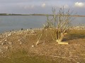 Wasservogelreservat Wallnau - kormorany