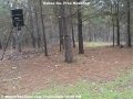 Roswell - deers