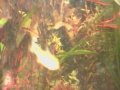 Anglesey - aquarium