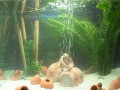 Fish TV