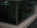 Aomori - Asamushionsen Aquarium
