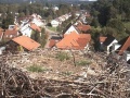 Bad Waldsee - storks