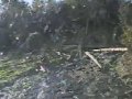 Niedźwiedź grizzly