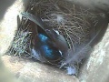 Department of Fish and Wildlife - Bluebirds