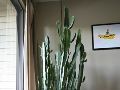 Vancouver - Cactus Cam