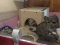 Chinchilla