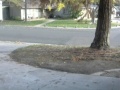 Fair Oaks - Steve's Dog Park