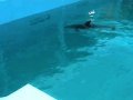 Clearwater Beach Marine Aquarium - dolphins school