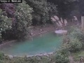 Dudley Zoological Gardens - pingwiny
