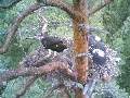 Pudasjärvi - orle gniazdo