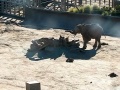 San Diego - Elephant Overlook