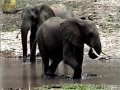 Tembe Elephant Park
