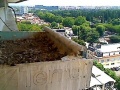 Bolonia - sokoły