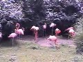 Flamingi