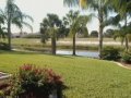 Rotonda West - aligators