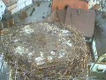 Hohenstein - bociany