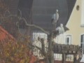 Isny im Allgäu - bociany