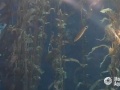 Monterey - Kelp Forest