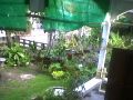 Korat