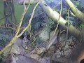 Marmozety lwie
