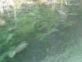 Blue Spring State Park - Manatowate