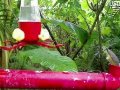 Morretes - Atlantic Rainforest