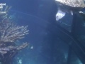 Boston -  New England Aquarium