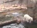 Memphis - Niedźwiedź polarny