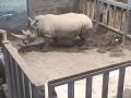 Blair Drummond - White Rhinoceros