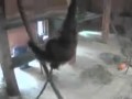 Orangutany