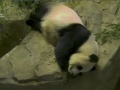 Pandy wielkie
