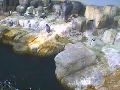 Central Park Zoo (pingwiny)