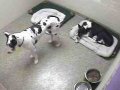 Norwood - The Pet Spot