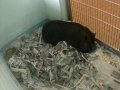 Daytona Beach - The Halifax Humane Society